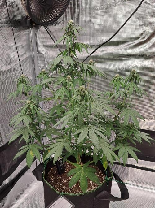 Purple Bananas spotted on Venus. Week 6 - Day 37