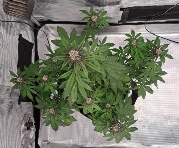 Purple Bananas spotted on Venus. Week 6 - Day 39