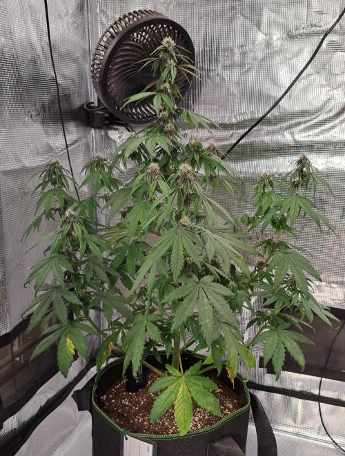 Purple Bananas spotted on Venus. Week 6 - Day 39