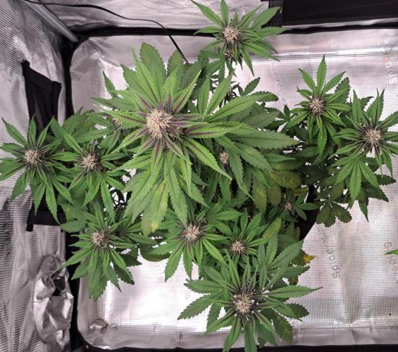 Purple Bananas spotted on Venus. Week 6 - Day 40