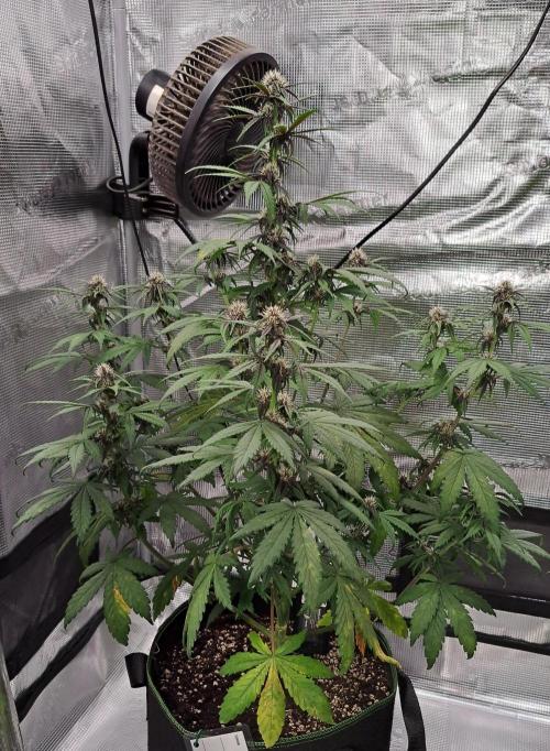 Purple Bananas spotted on Venus. Week 6 - Day 40