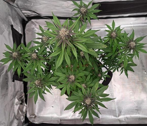 Purple Bananas spotted on Venus. Week 6 - Day 41