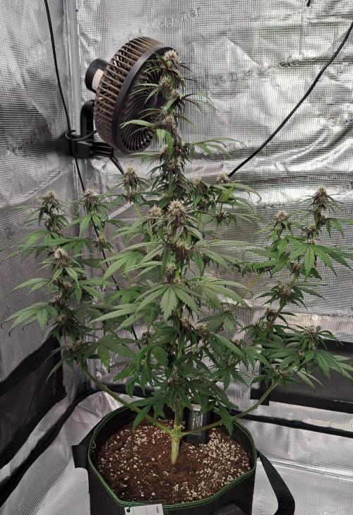 Purple Bananas spotted on Venus. Week 6 - Day 41