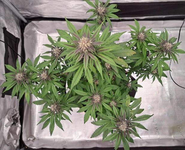 Purple Bananas spotted on Venus. Week 6 - Day 42