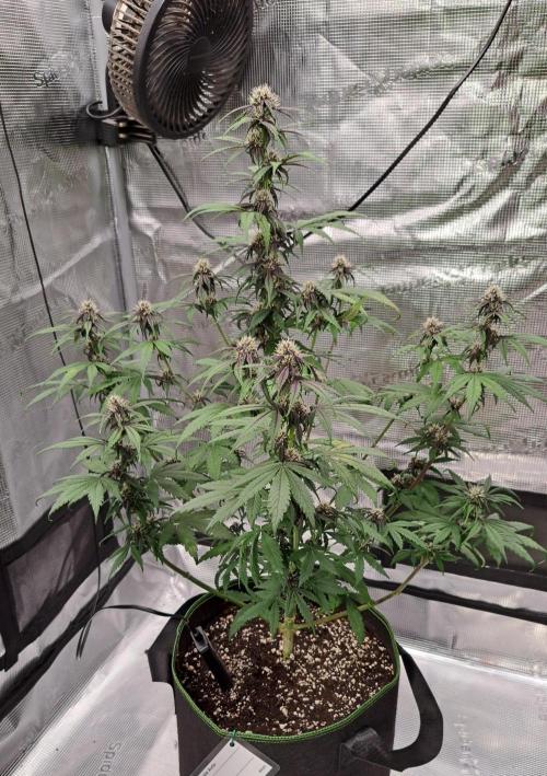 Purple Bananas spotted on Venus. Week 6 - Day 42