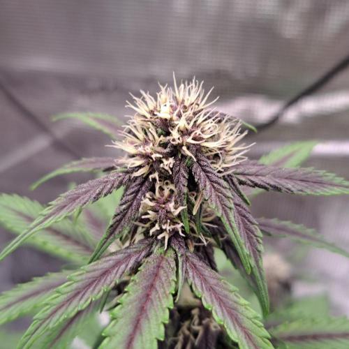 Banana Purple Auto. Week 6