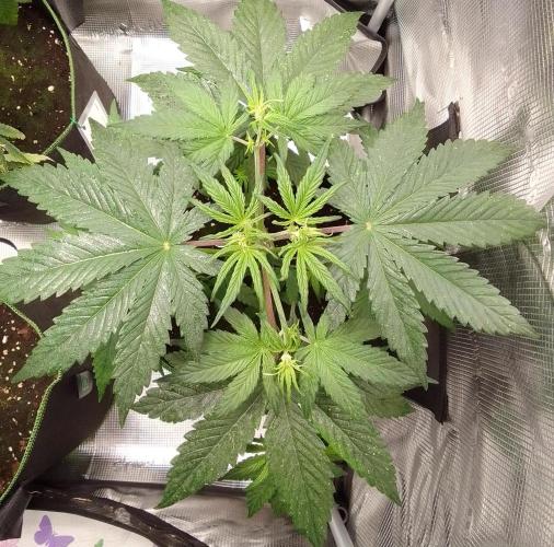 Are there Northern Lights on Mars?. Week 5 - Day 29