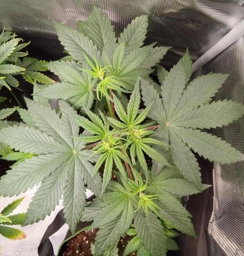 Are there Northern Lights on Mars?. Week 5 - Day 30