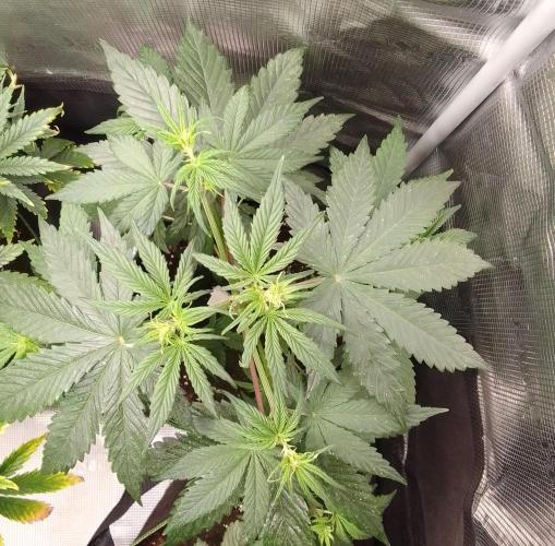 Are there Northern Lights on Mars?. Week 5 - Day 31