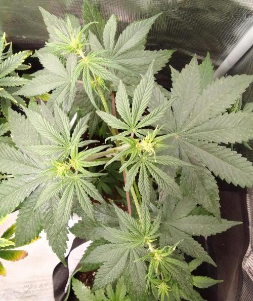 Are there Northern Lights on Mars?. Week 5 - Day 32