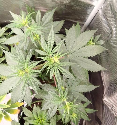 Are there Northern Lights on Mars?. Week 5 - Day 33