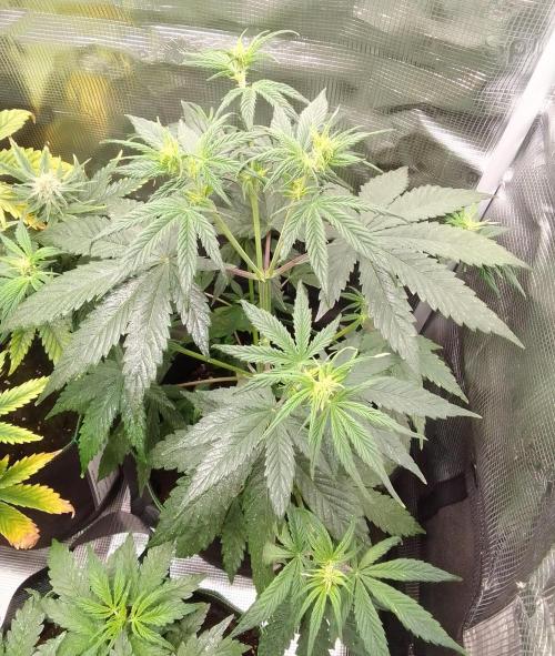Are there Northern Lights on Mars?. Week 5 - Day 34