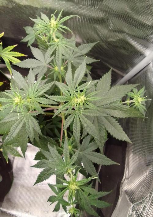 Are there Northern Lights on Mars?. Week 5 - Day 35