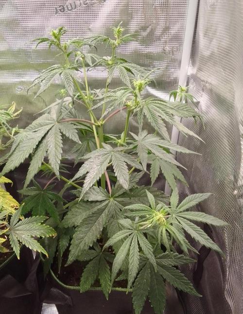 Are there Northern Lights on Mars?. Week 5 - Day 35