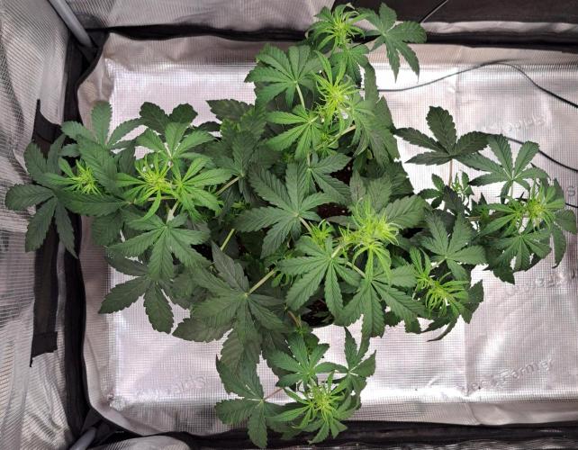 Fruity Skittlez for Saturn. Week 5 - Day 29
