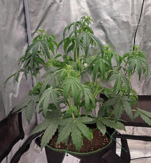 Fruity Skittlez for Saturn. Week 5 - Day 29