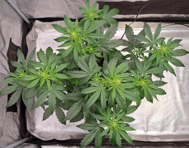 Fruity Skittlez for Saturn. Week 5 - Day 30