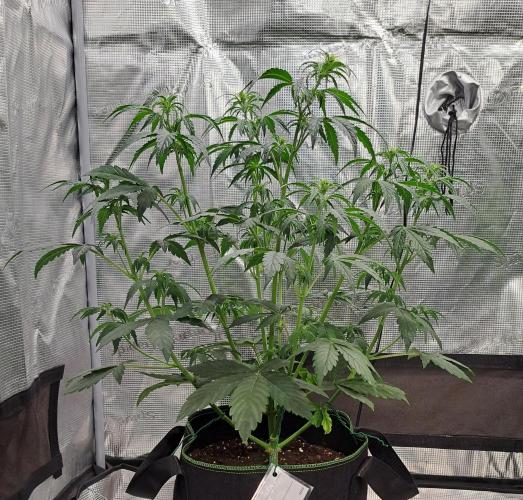 Fruity Skittlez for Saturn. Week 5 - Day 30