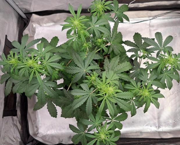 Fruity Skittlez for Saturn. Week 5 - Day 31