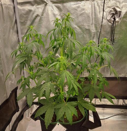 Fruity Skittlez for Saturn. Week 5 - Day 31