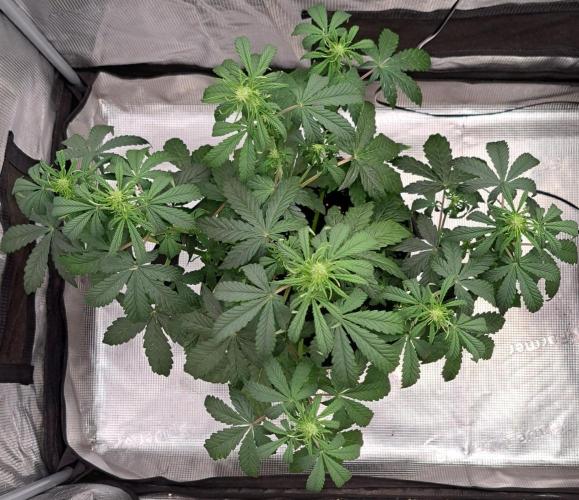 Fruity Skittlez for Saturn. Week 5 - Day 32