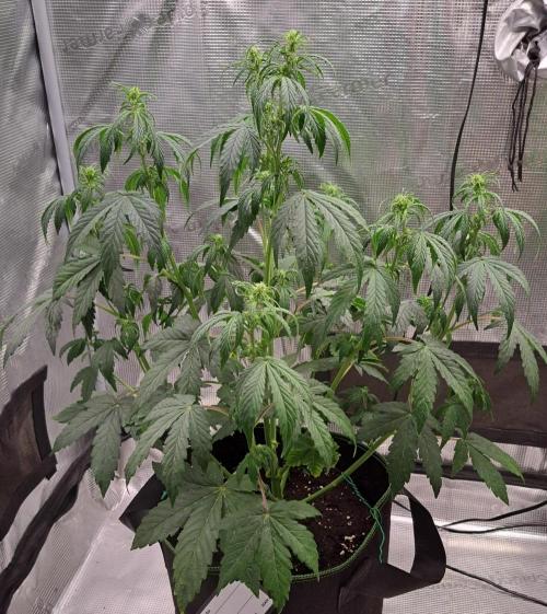 Fruity Skittlez for Saturn. Week 5 - Day 32