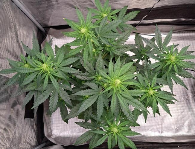 Fruity Skittlez for Saturn. Week 5 - Day 33