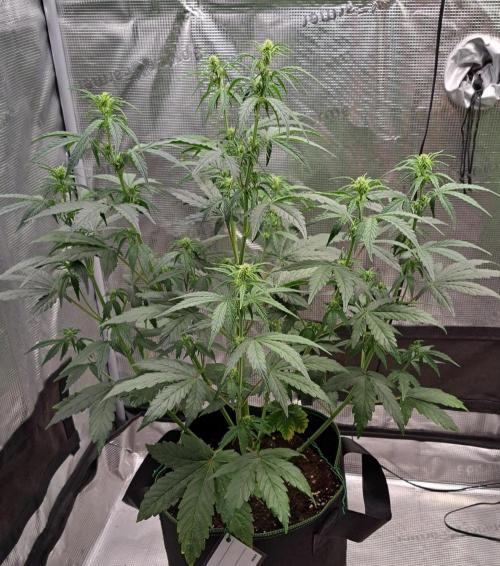 Fruity Skittlez for Saturn. Week 5 - Day 33