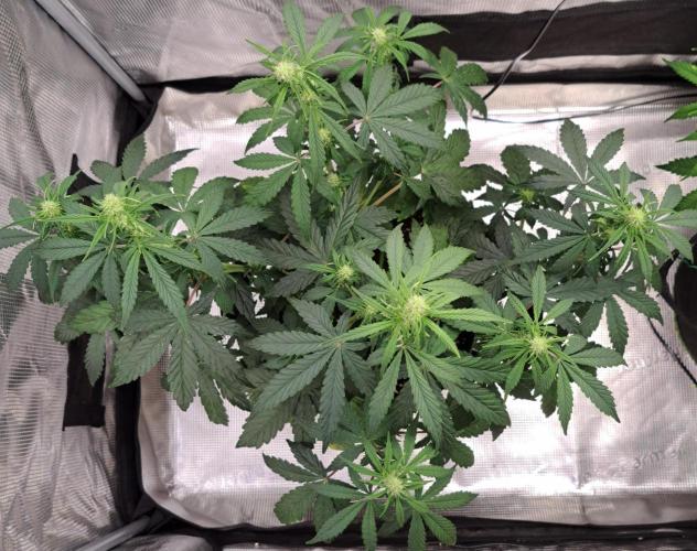 Fruity Skittlez for Saturn. Week 5 - Day 34