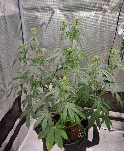 Fruity Skittlez for Saturn. Week 5 - Day 34