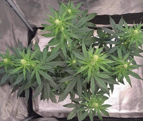 Fruity Skittlez for Saturn. Week 5 - Day 35