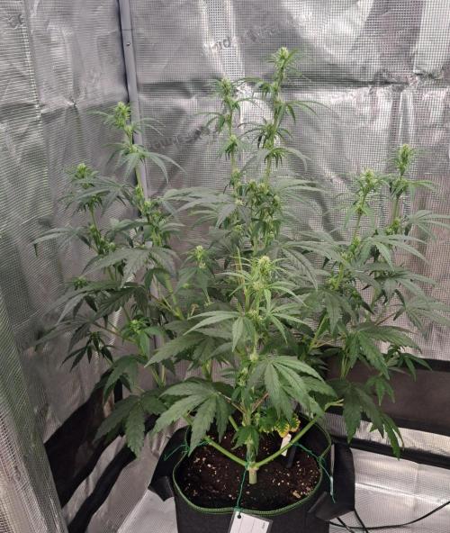 Fruity Skittlez for Saturn. Week 5 - Day 35