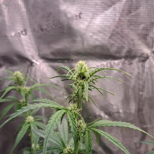 Zkittlez Auto. Week 5
