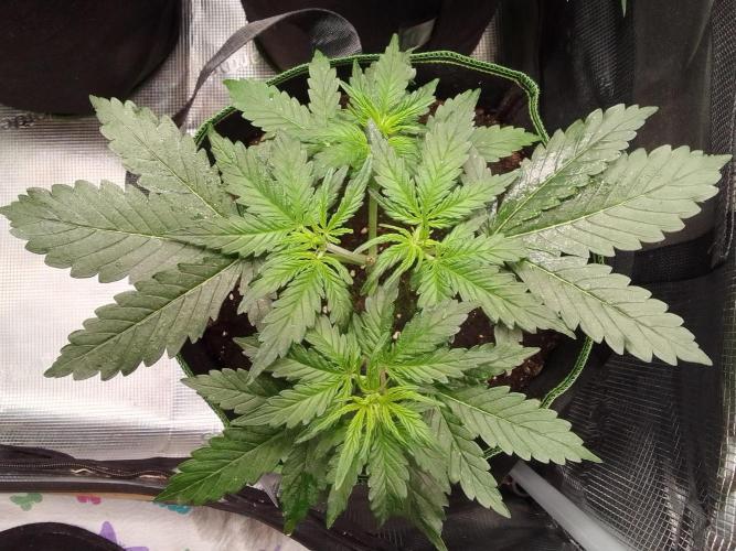 Gorilla with Z on Mars. Week 4 - Day 22