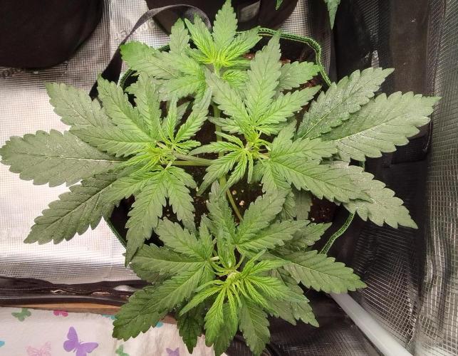 Gorilla with Z on Mars. Week 4 - Day 23