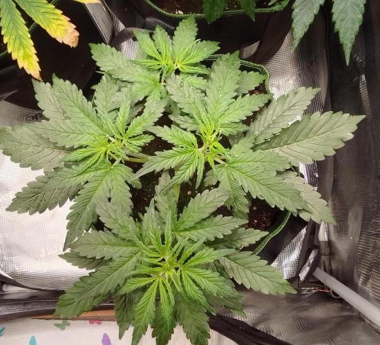 Gorilla with Z on Mars. Week 4 - Day 24