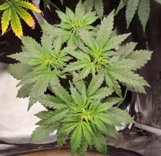 Gorilla with Z on Mars. Week 4 - Day 25