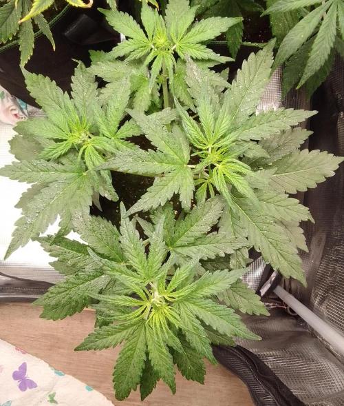 Gorilla with Z on Mars. Week 4 - Day 26