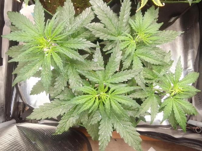 Gorilla with Z on Mars. Week 4 - Day 27
