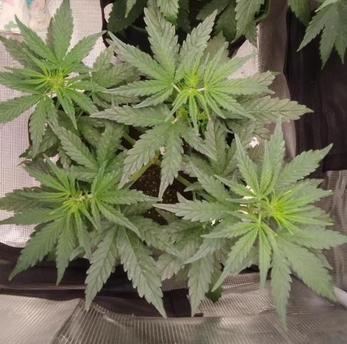 Gorilla with Z on Mars. Week 4 - Day 28