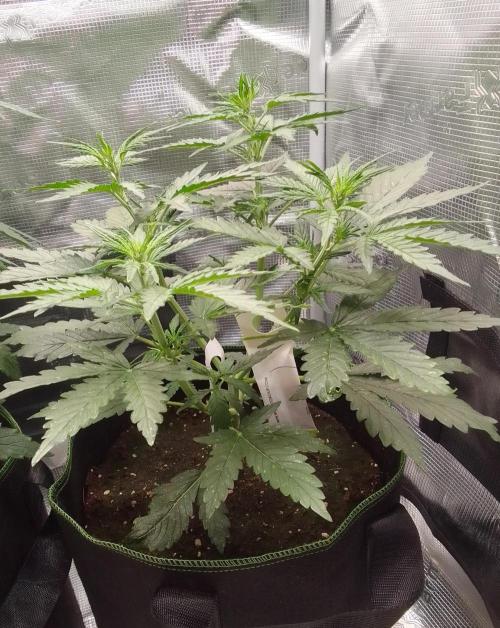 Gorilla with Z on Mars. Week 4 - Day 28