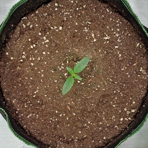 More Bananas for Venus. Week 2 - Day 8