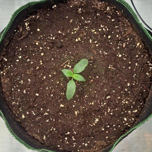 More Bananas for Venus. Week 2 - Day 9