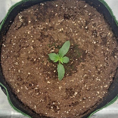 More Bananas for Venus. Week 2 - Day 10