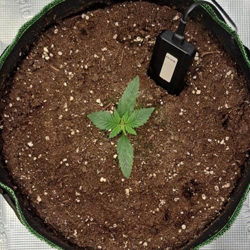 More Bananas for Venus. Week 2 - Day 11