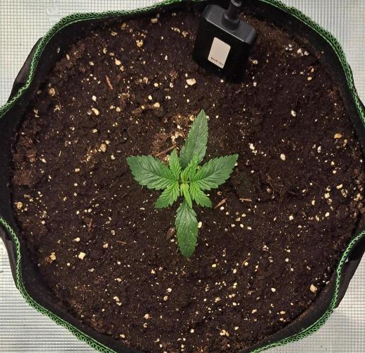 More Bananas for Venus. Week 2 - Day 12