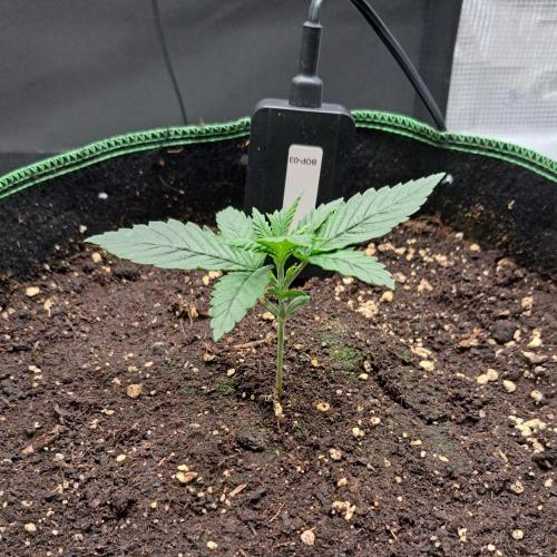 Banana Cream Cake XL Auto. Week 2