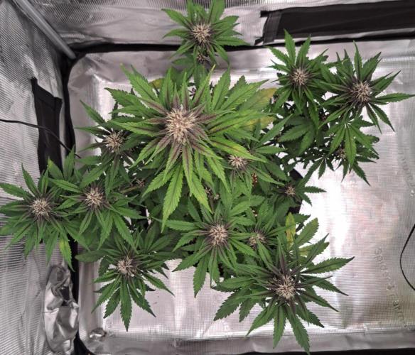Purple Bananas spotted on Venus. Week 7 - Day 43
