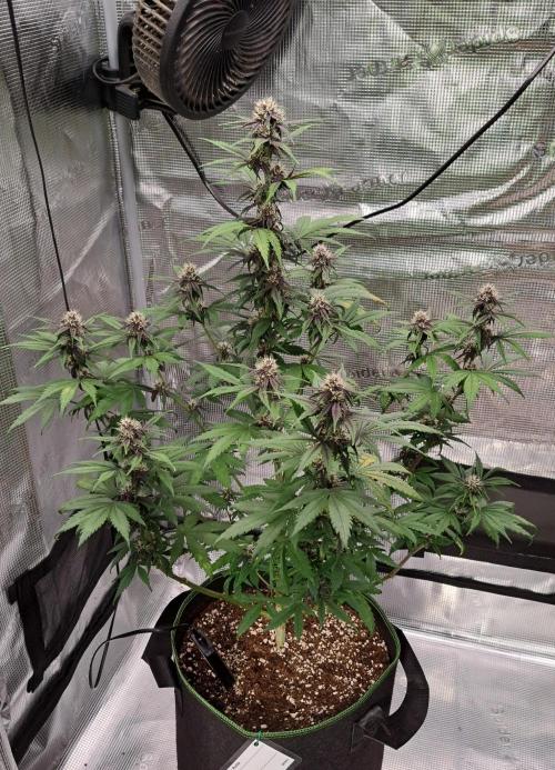 Purple Bananas spotted on Venus. Week 7 - Day 43