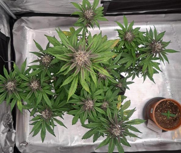 Purple Bananas spotted on Venus. Week 7 - Day 44